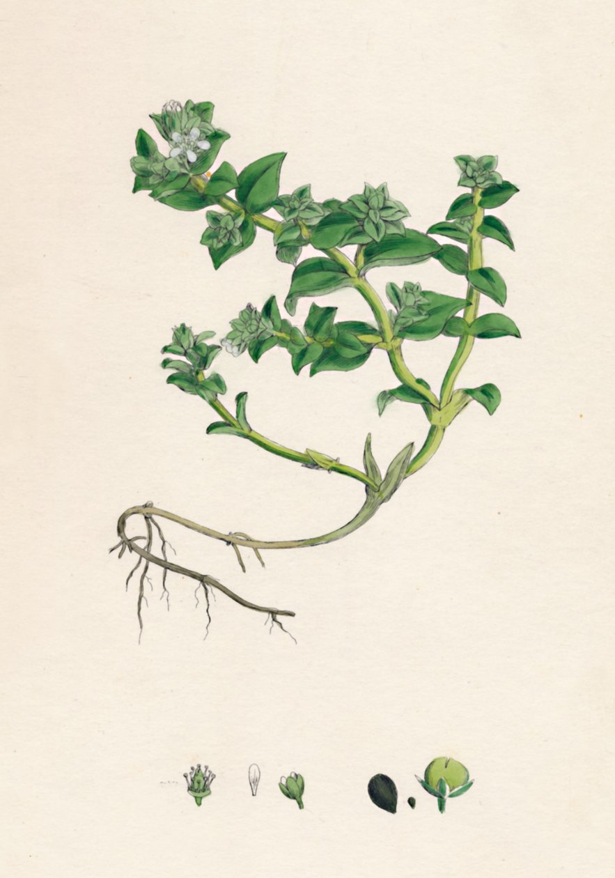 Alsin peploidy. Sea Purslane, 19. století od Unbekannt