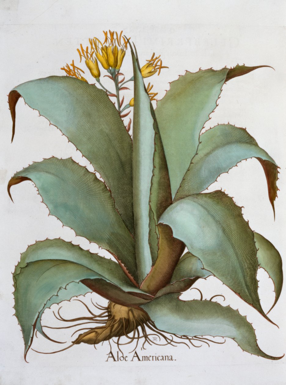 Americká Aloe Aloe Americana, 1613 od Unbekannt