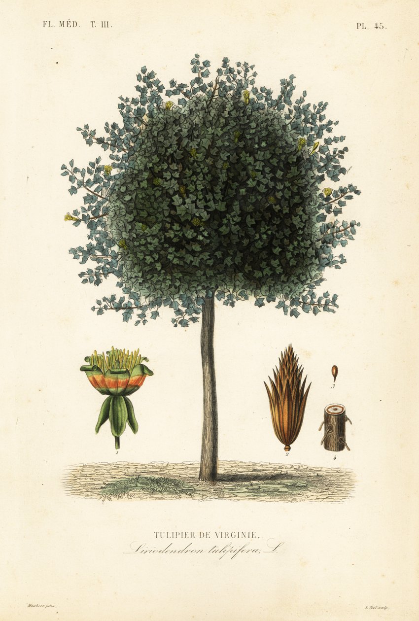 Americký tulipán nebo tulipánovník, Liriodendron tulipifera, Tulipier de Virginie od Unbekannt