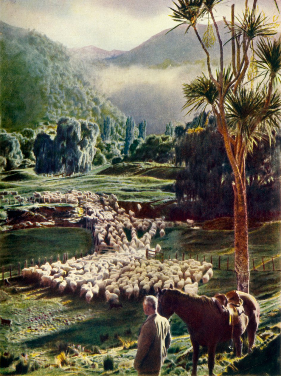 Uprostřed krás novozélandských ovčích farem, c1948. od Unbekannt
