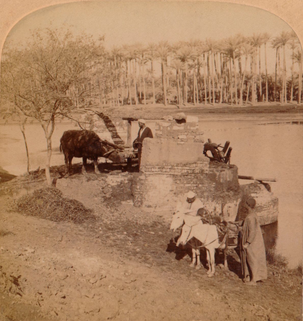 Egyptská Sakiyeh, Kreslení nilské vody pro zavlažování, Egypt, 1896 od Unbekannt