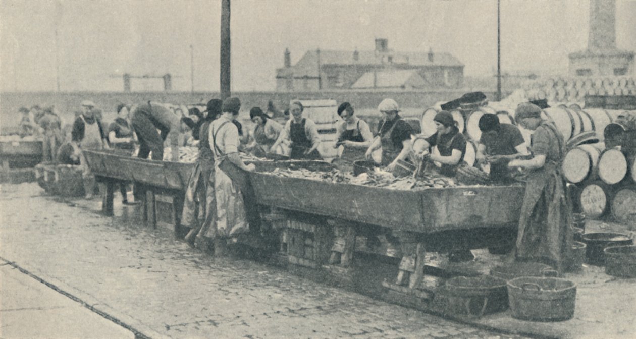 Důležitá součást průmyslu. Skotské dívky mají plné ruce práce s vykucháním v Yarmouthu, 1937 od Unbekannt