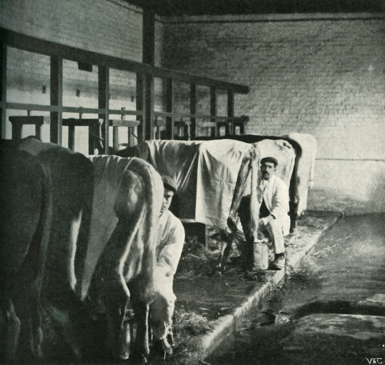 Moderní dojírna na farmě Walker-Gordon, 1902. od Unbekannt