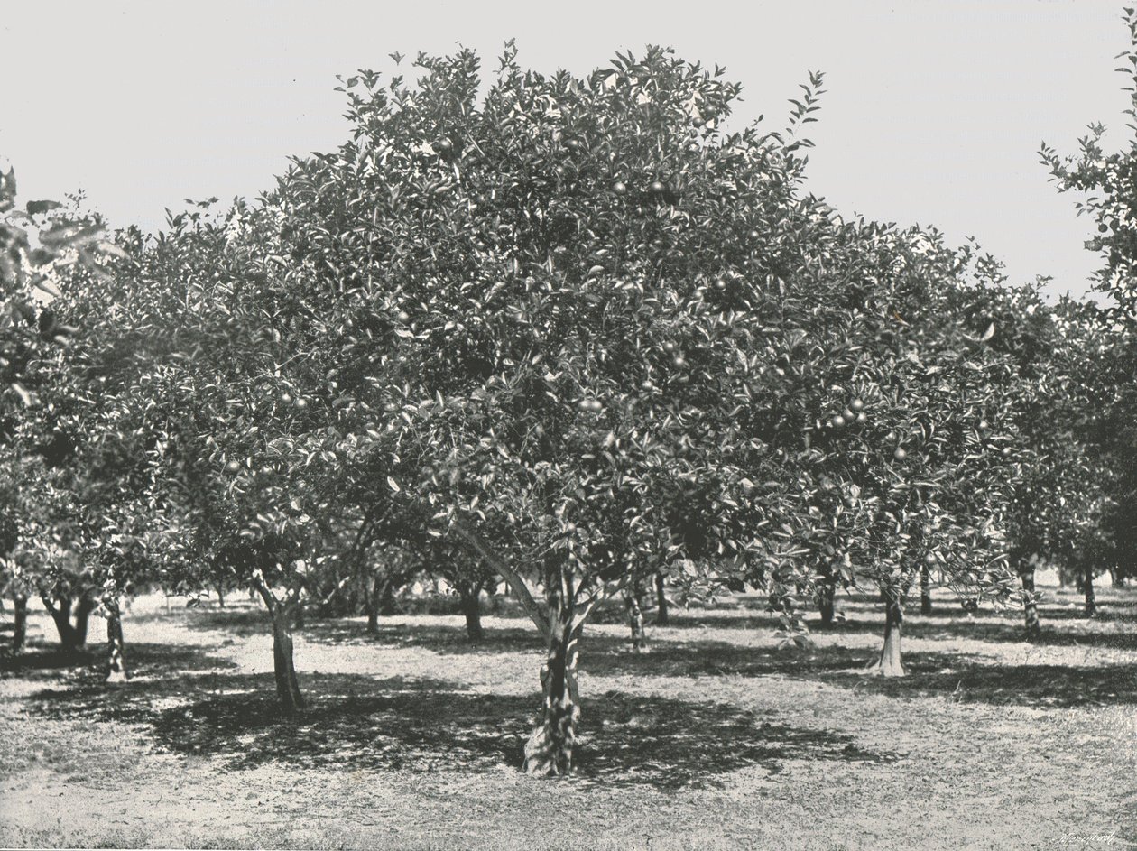 Pomerančový háj poblíž města, St Augustine, USA, 1895. od Unbekannt