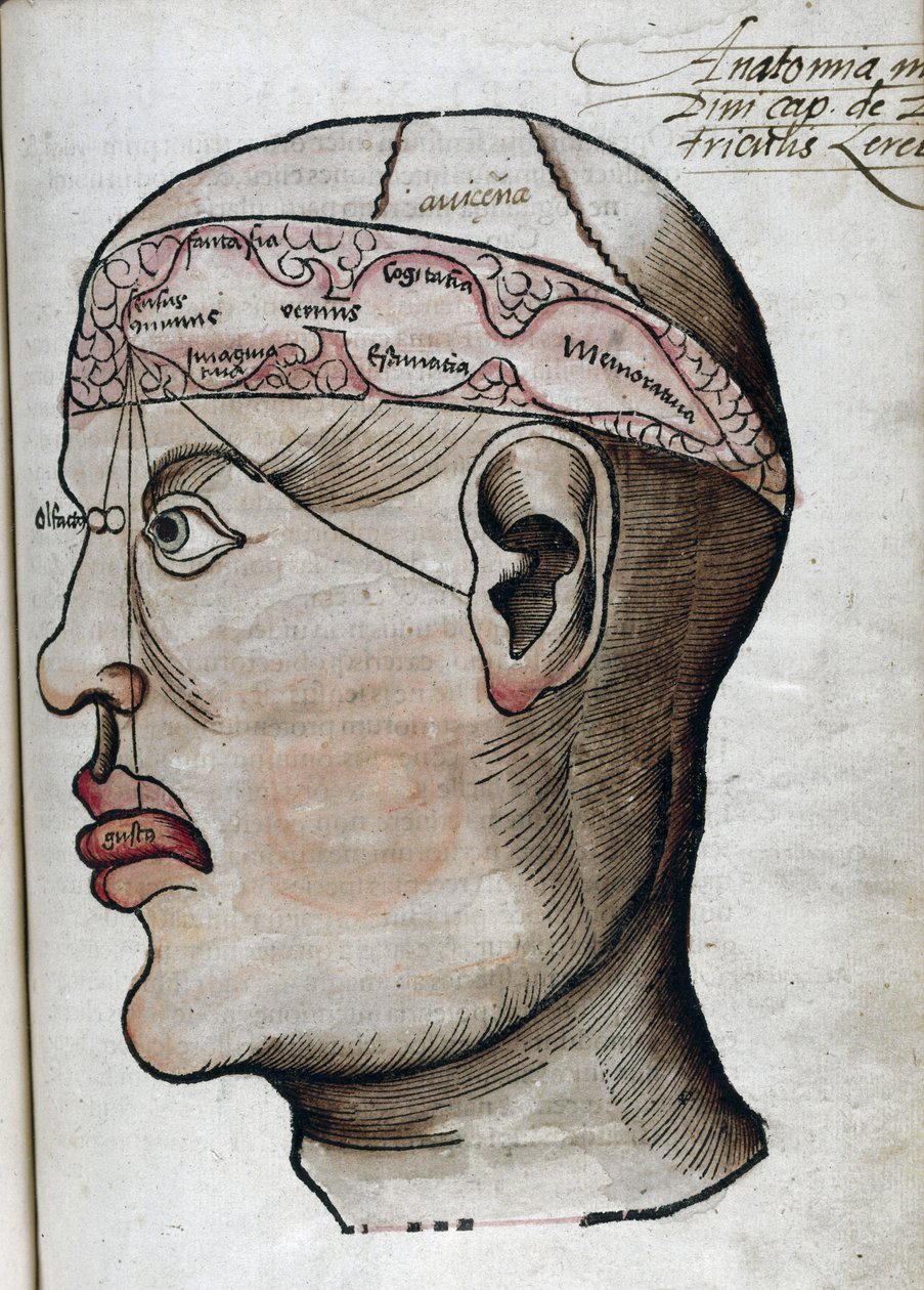 Anatomie 16e siecle: coupe du cerveau, pour l
