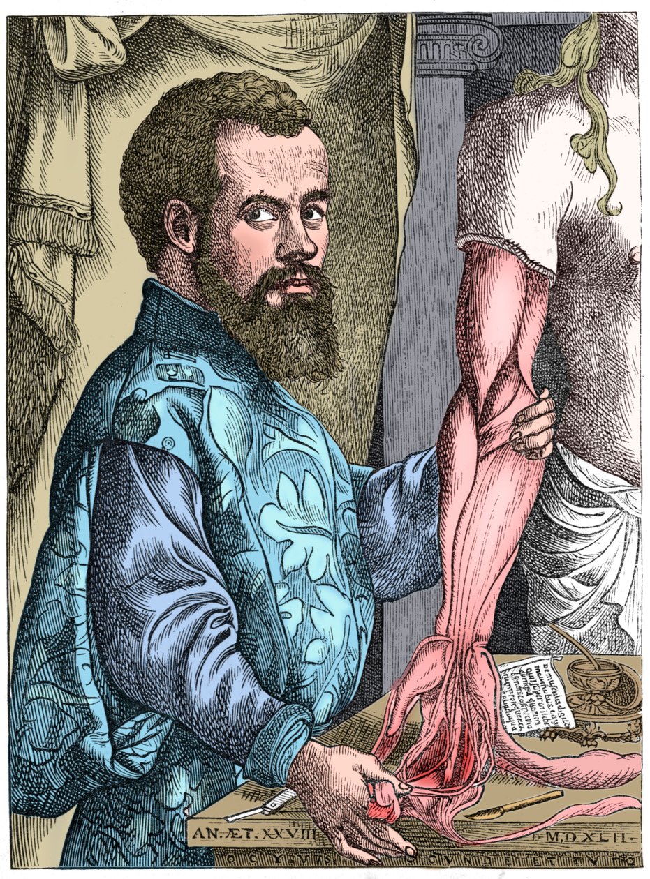 Andreas Vesalius, vlámský anatom ze 16. století od Unbekannt