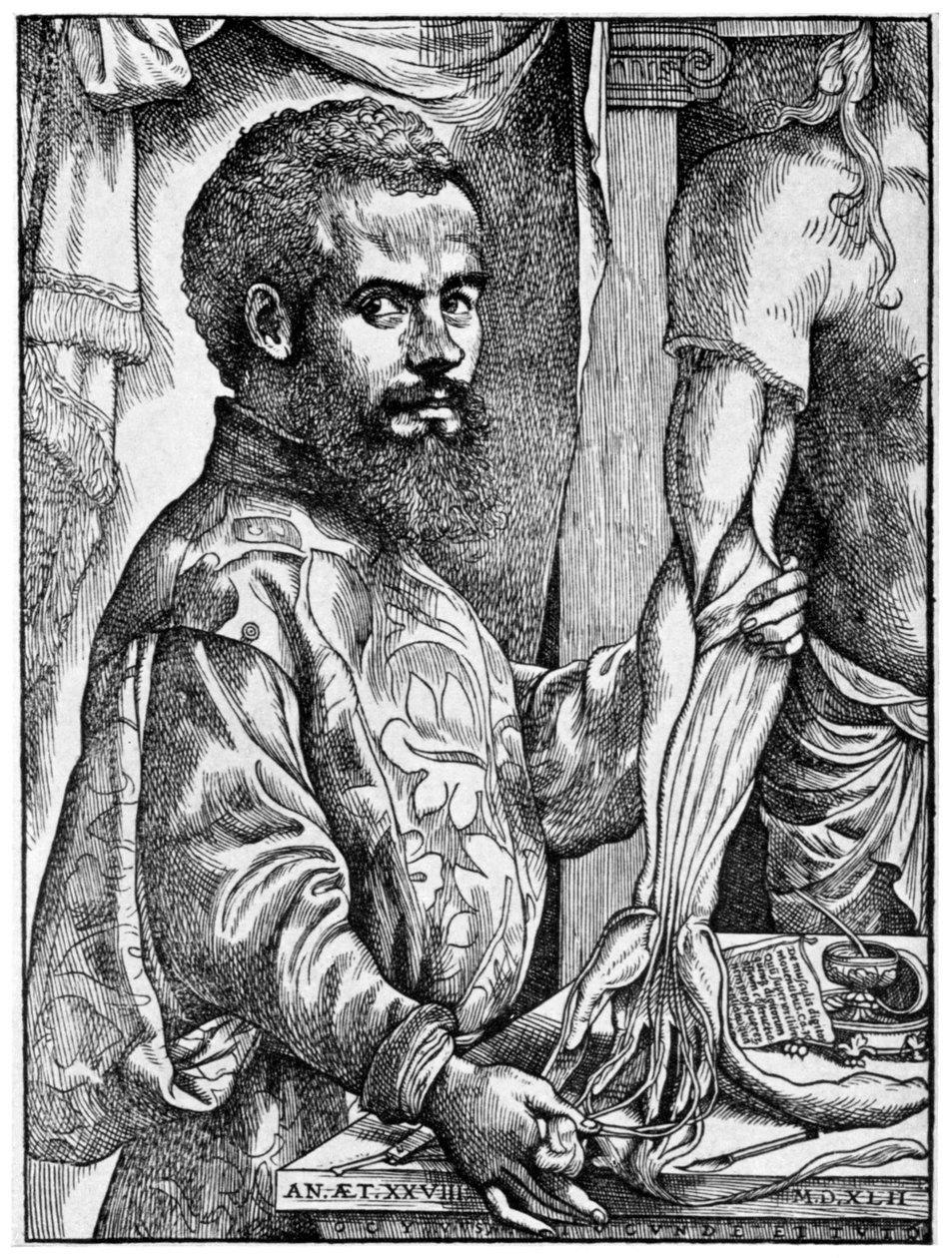 Andreas Vesalius, vlámský anatom ze 16. století, 1954 od Unbekannt