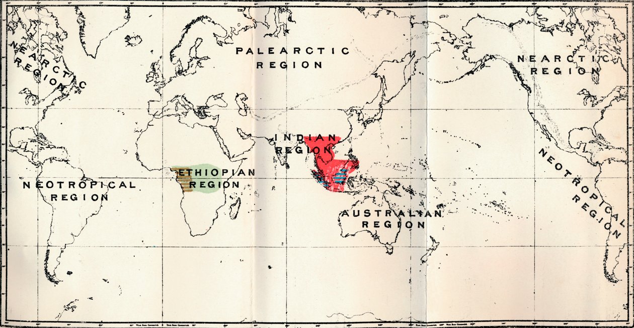 Anthropoidea - Hylobates Red, Simia Blue, Gorilla Brown, Anthropopithecus Green, 1897 od Unbekannt