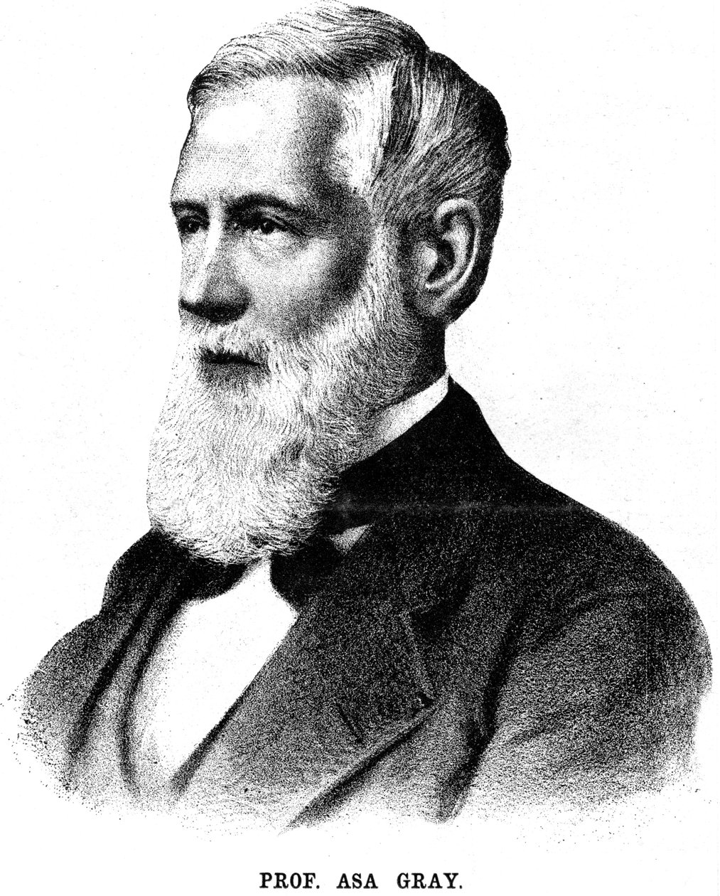Asa Gray , americký botanik, 1888 od Unbekannt