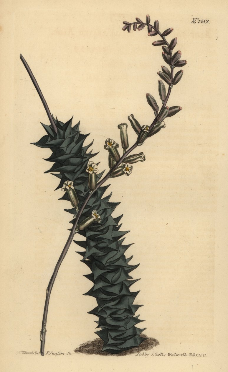 Astroloba foliolosa (malolistá aloe, Aloe foliolosa) od Unbekannt
