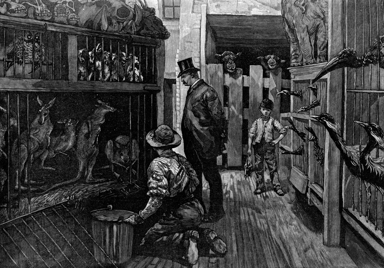 V Jamrachs, Londýn, 1887 od Unbekannt