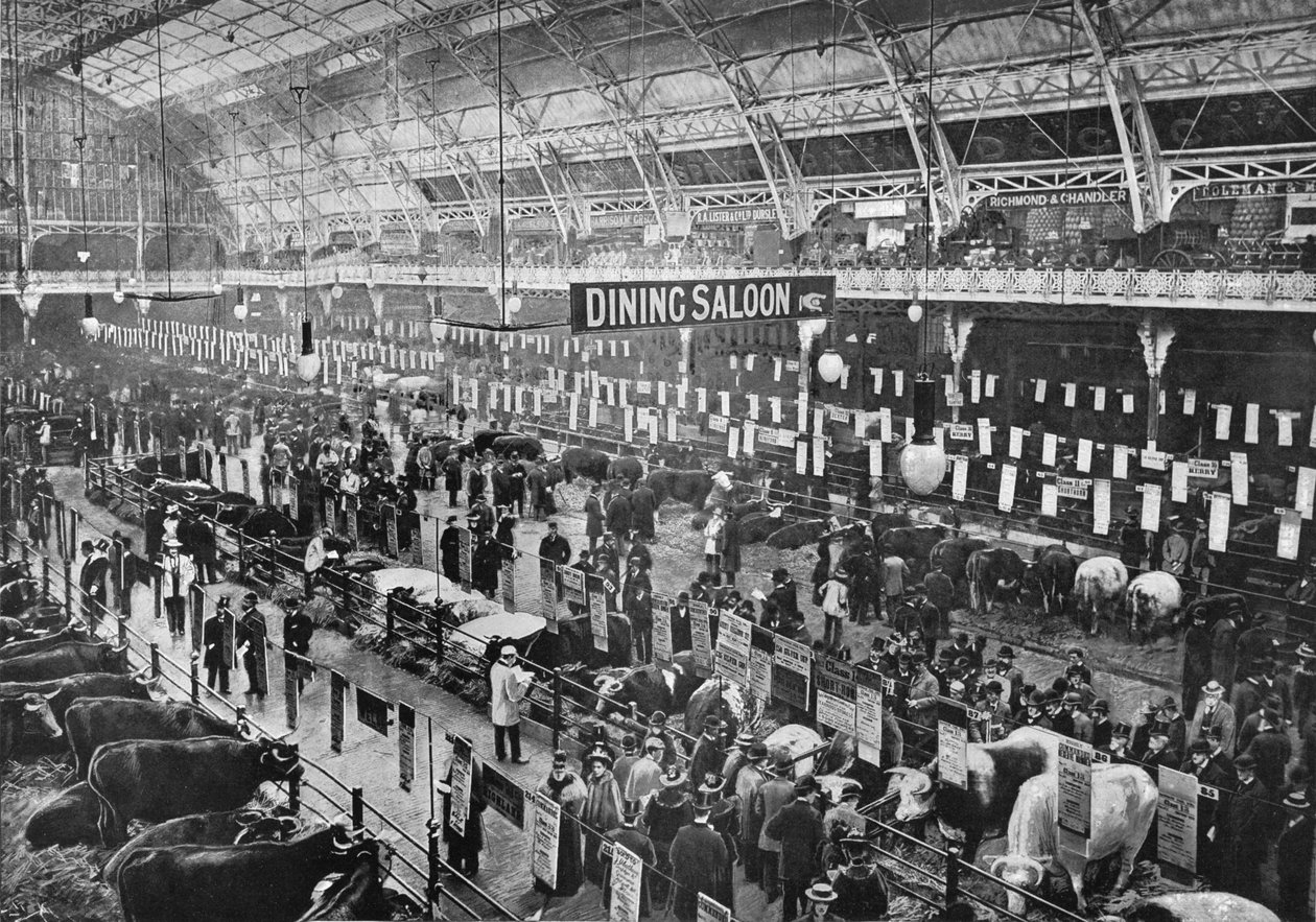Na výstavě dobytka Smithfield Club, Agricultural Hall, Islington, Londýn, 1902 1903 od Unbekannt