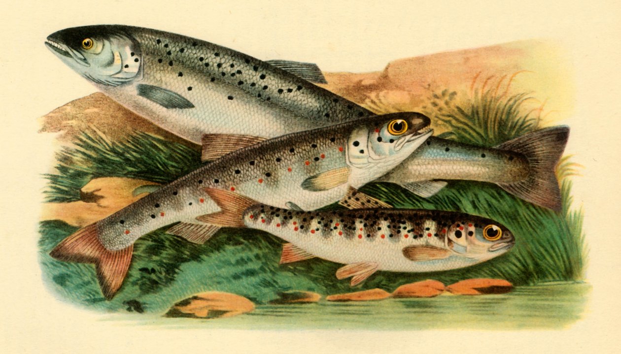 Losos atlantický - Grilse, Smolt a Parr, 1887, 1946. od Unbekannt