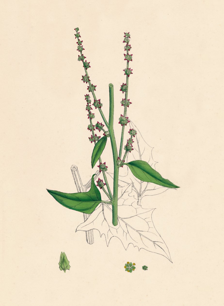Atriplex Smithii. Smiths Orache, 19. století od Unbekannt