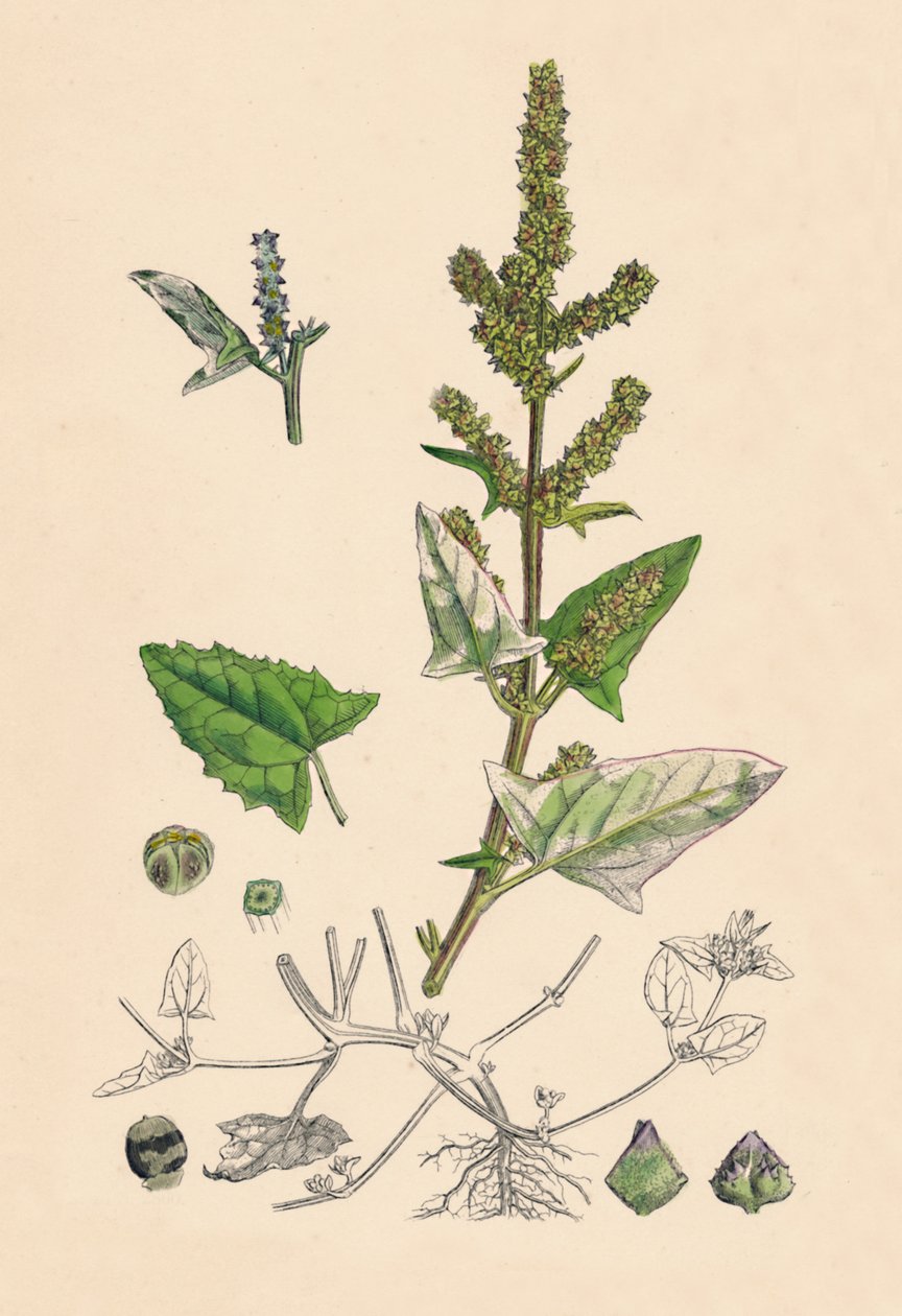 Atriplex deltoidea. Orache trojhranná, 19. století od Unbekannt