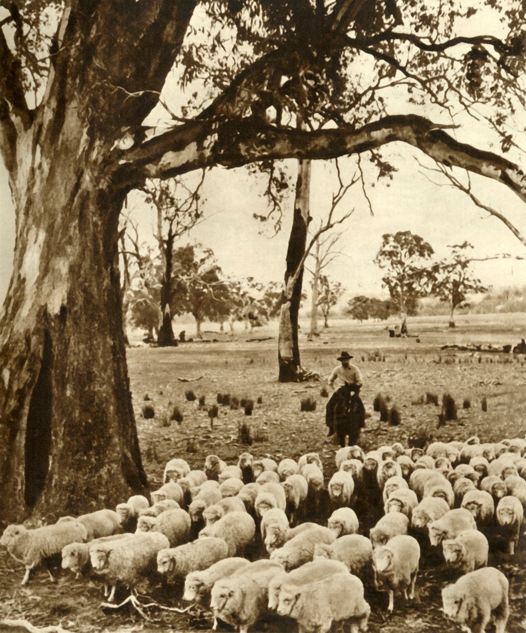 Austrálie - Jezdec s některými svými svěřenci na ovčí stanici ve státě Victoria, c1948. od Unbekannt