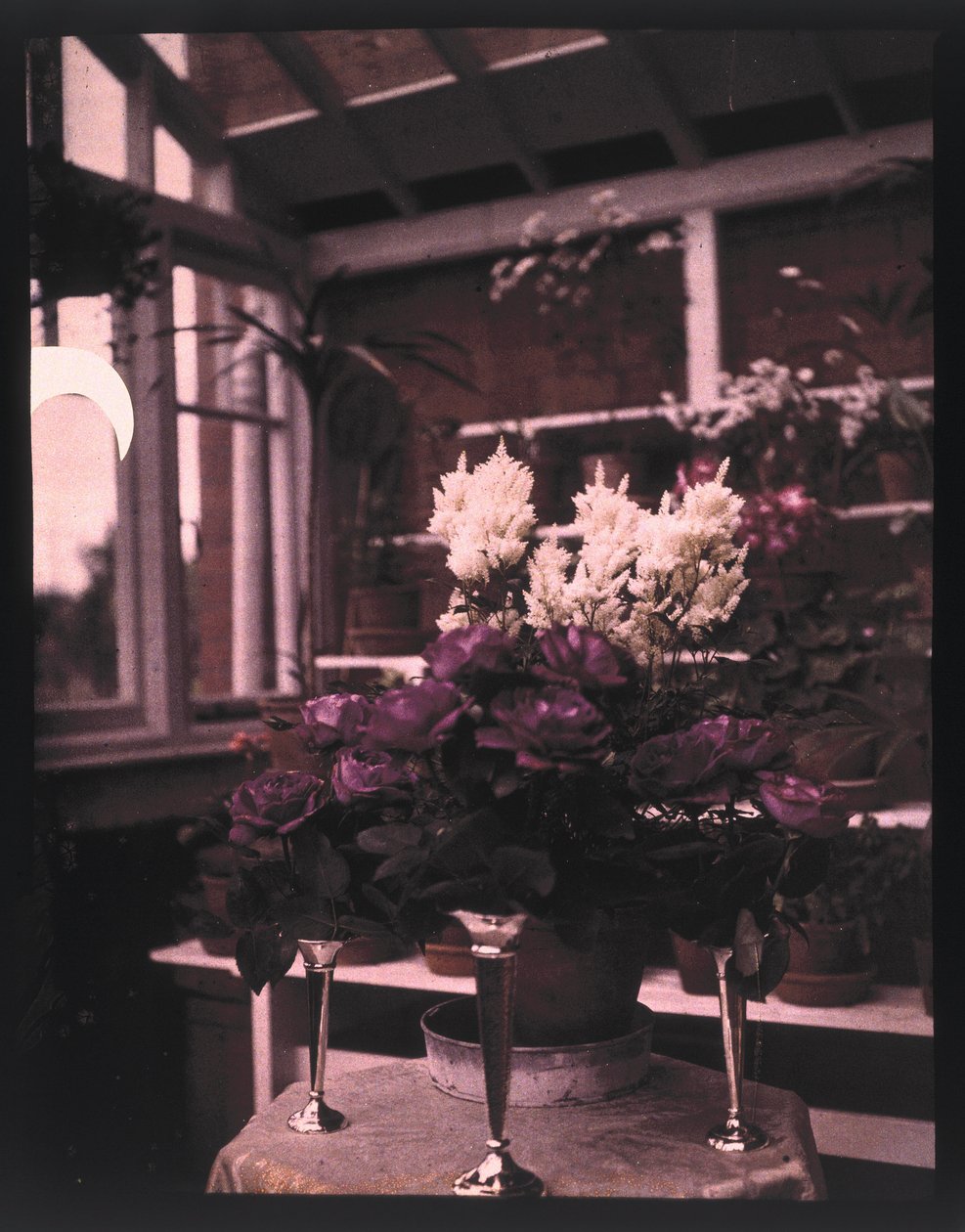 Autochrom růžových růží ve stříbrné váze ve skleníku, c 1910 od Unbekannt