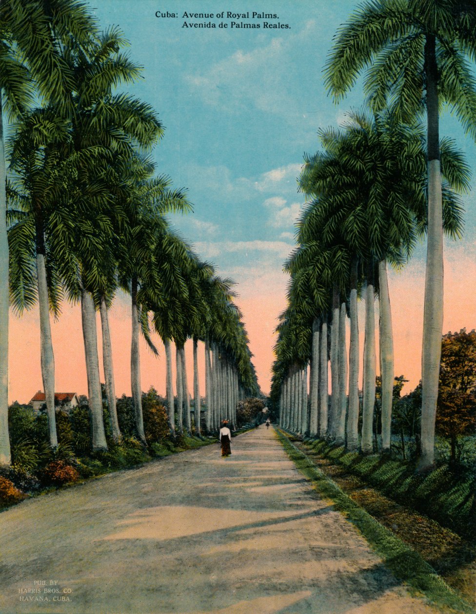Avenue královských palem, Kuba, c1920 od Unbekannt