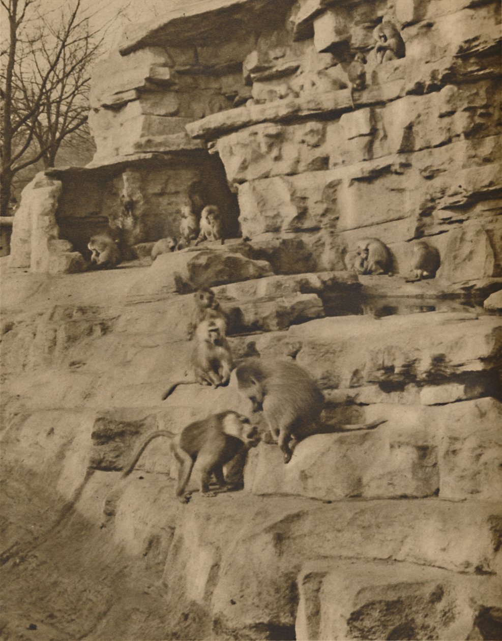 Paviáni v jejich přirozeném prostředí na Monkey Hill, c1935. od Unbekannt