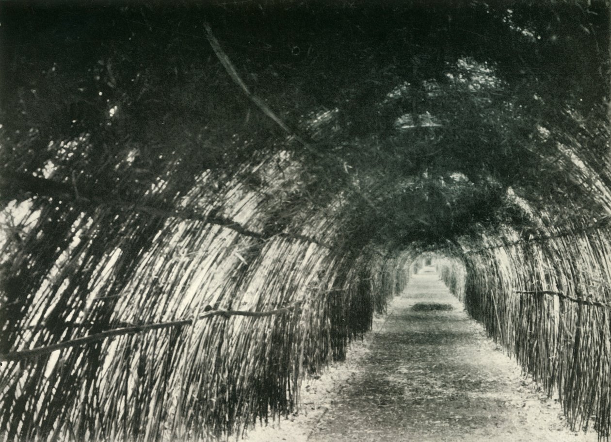 Bamboo Avenue v Barrackpore, 1904, 1925. od Unbekannt