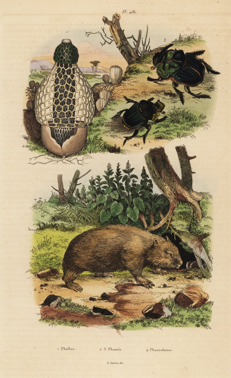 Houba bambusová, Phallus indusiatus 1, hnojník skarabeus, Coprophanaeus ensifer 2 a herečky Diabroctis 3 a vombat obecný, Vombatus ursinus 4 od Unbekannt