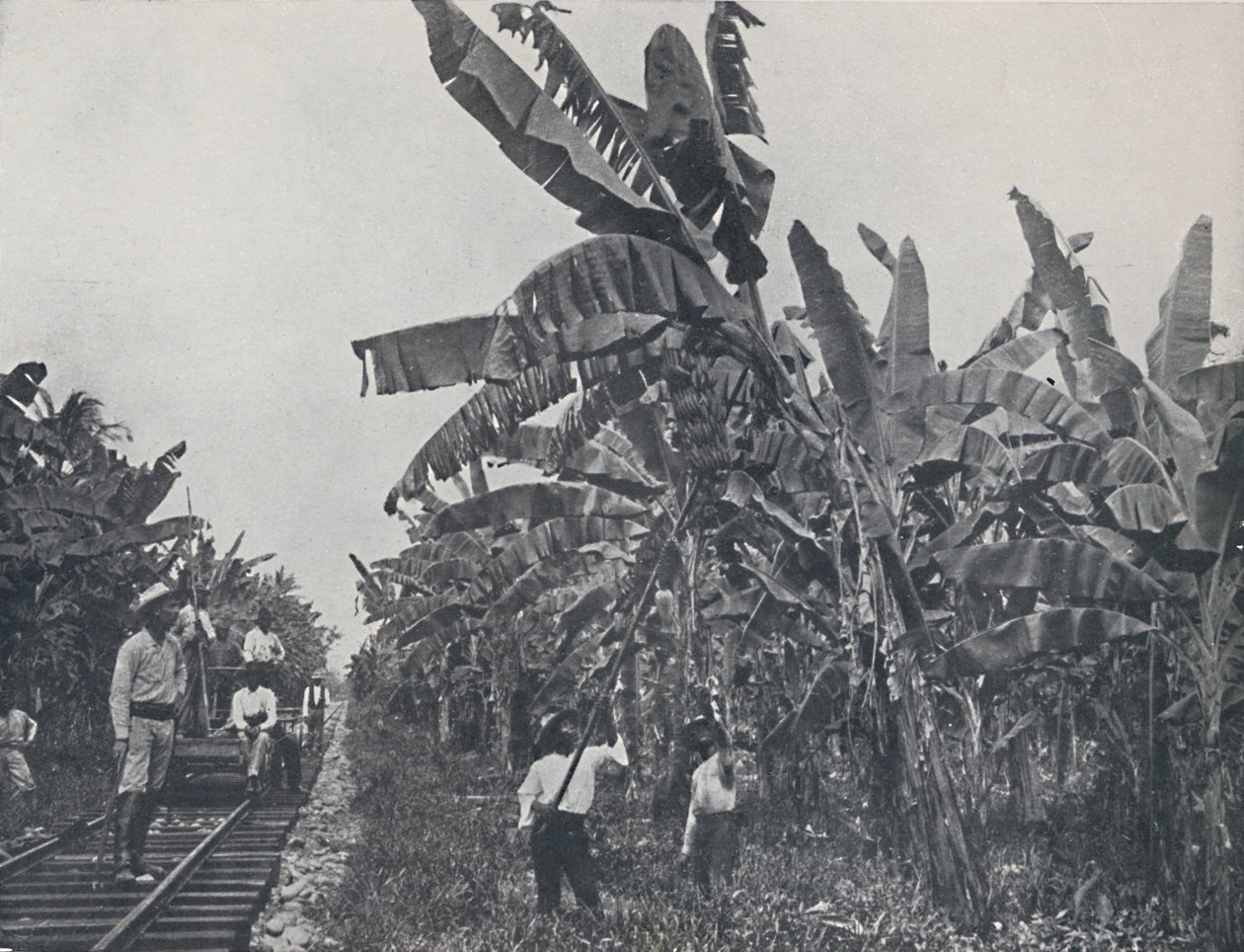 Banánová plantáž, 1924 od Unbekannt