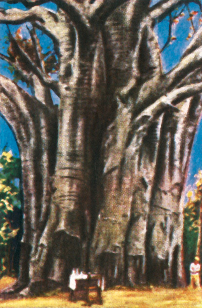 Stromy Baobab, pohoří Usambara, c1928. od Unbekannt