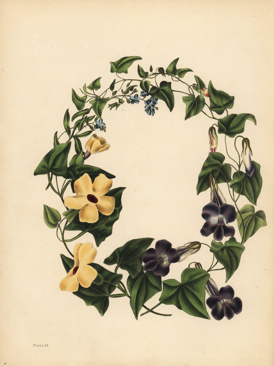 Barclayova Maurandia, Maurandya barclayana, okřídlená Thunbergia, Thunbergia alata, Memory; Scorpion Grass, nezapomeň na mě, Myosotis scorpioides od Unbekannt