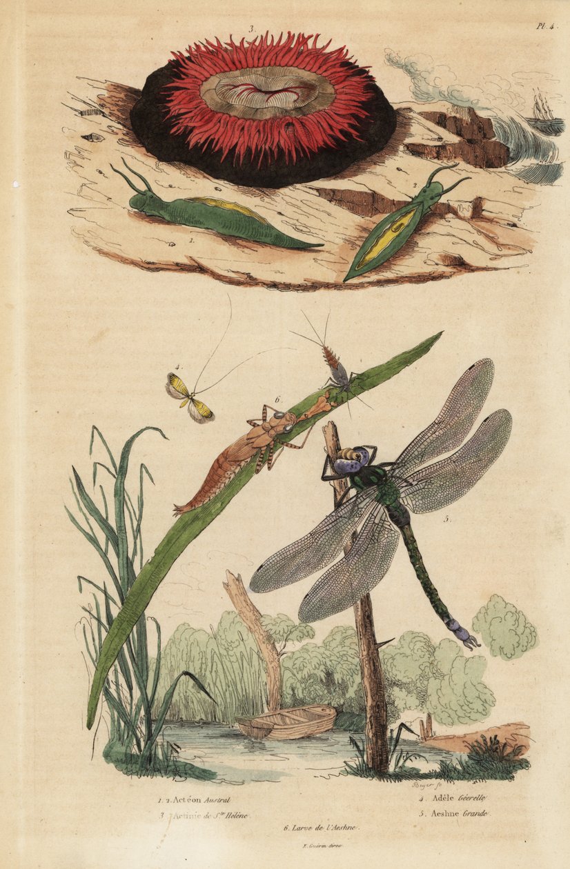 Hlemýžď sudovitý, Acteon tormatilis 1, sasanka perličková, Actinia equina 2, dlouhoroh žlutomilný, Nemophora degeerella 3, hnědák, Aeshna grandis 4 od Unbekannt