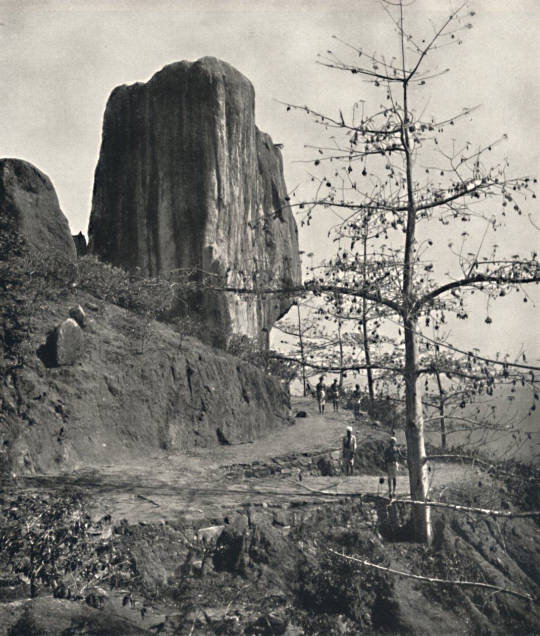 Bavlník Bombax malabaricum se zralými semeny, 1926 od Unbekannt