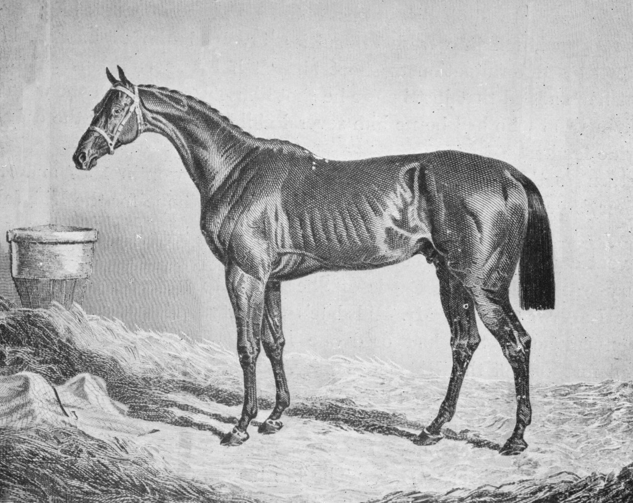 Bay Middleton, 1833-1857, 1911 od Unbekannt