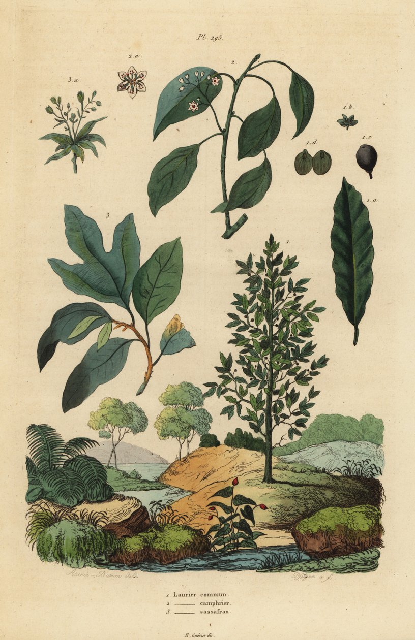 Vavřín, Laurus nobilis 1, kafrovník, Cinnamomum camphora 2 a sassafras, Sassafras albidum 3 od Unbekannt