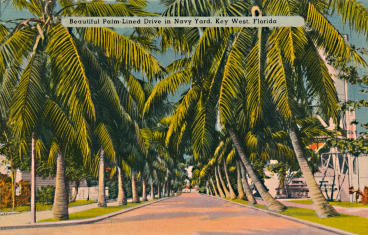 Krásná Palm-Lined Drive v Navy Yard, Key West, Florida, c1940 od Unbekannt