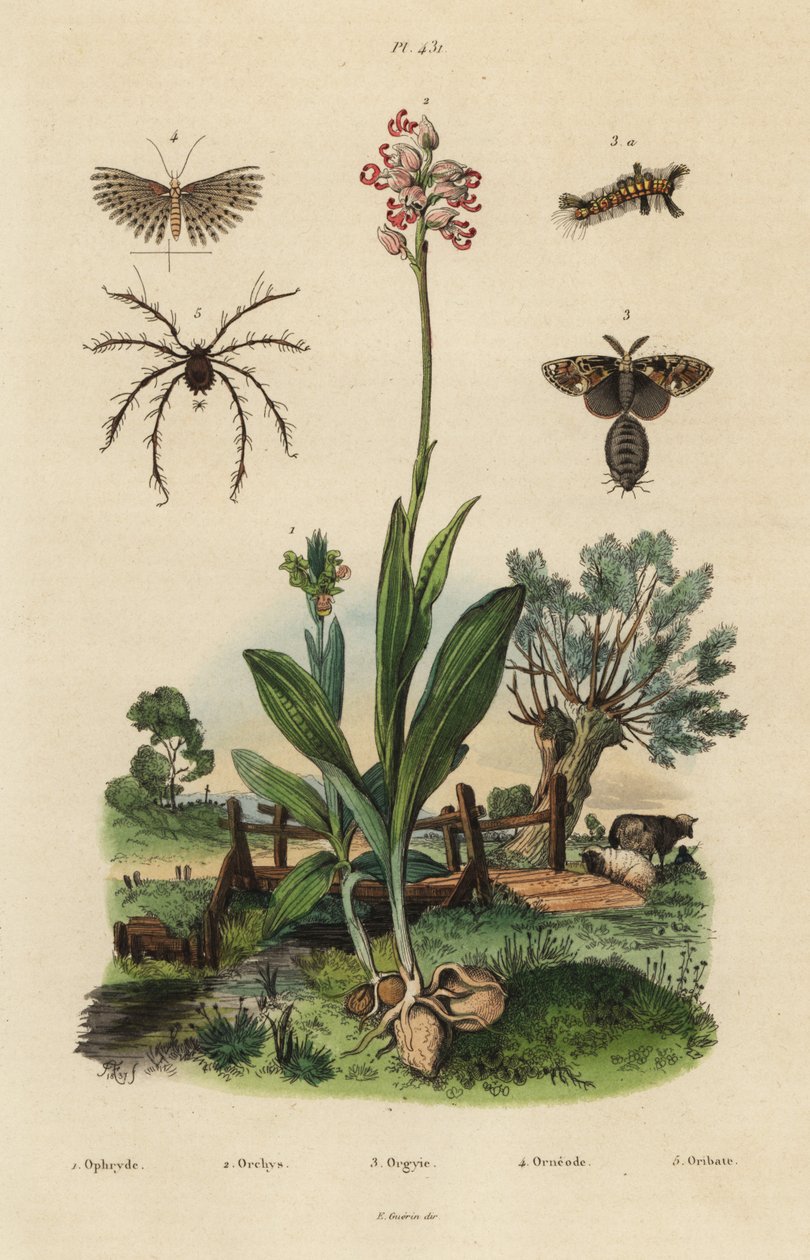 Včelí vstavač, Ophrys apifera 1, vstavač opičí, Orchis simia 2, vstavač rezavý, Orgyia antiqua 3, můra dvacetiplochá, Alucita hexadactyla 4 a roztoč Oribata geniculata 5 od Unbekannt