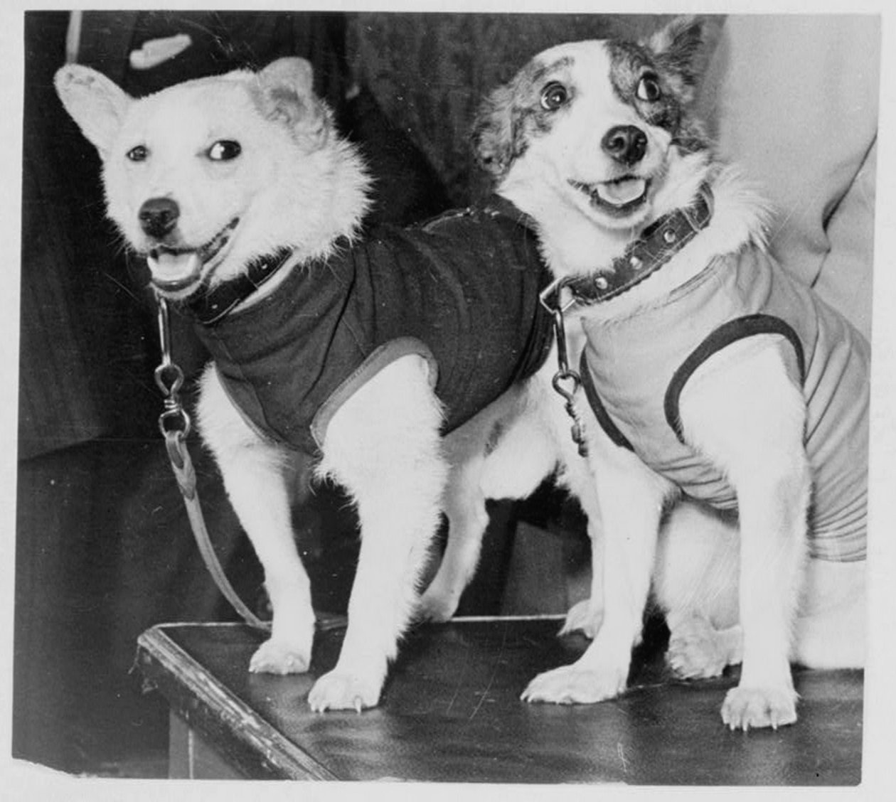 Belka a Strelka, ruští kosmonautští psi, 1960 od Unbekannt
