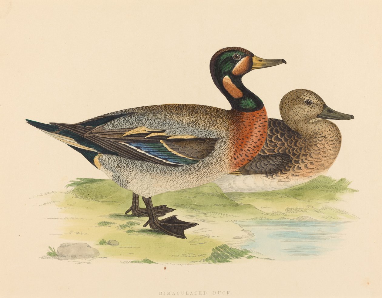 Bimaculate Duck, 1855. od Unbekannt