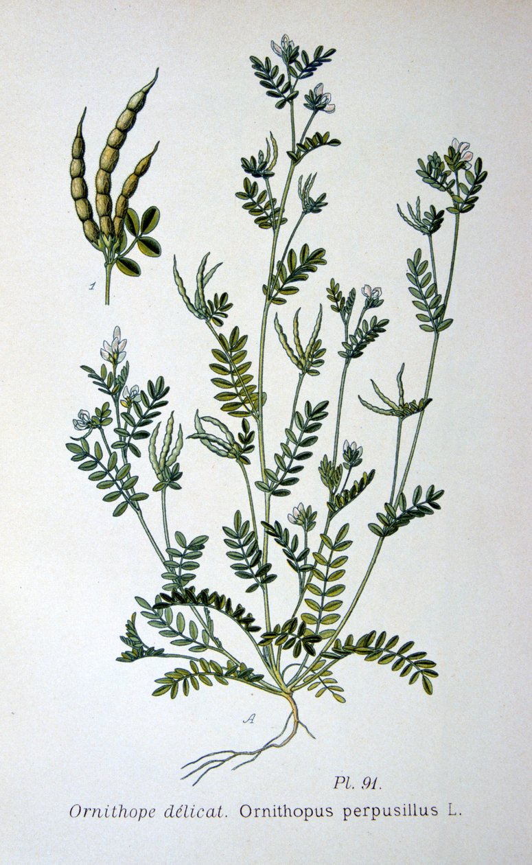 Ptačí noha, 1893 od Unbekannt