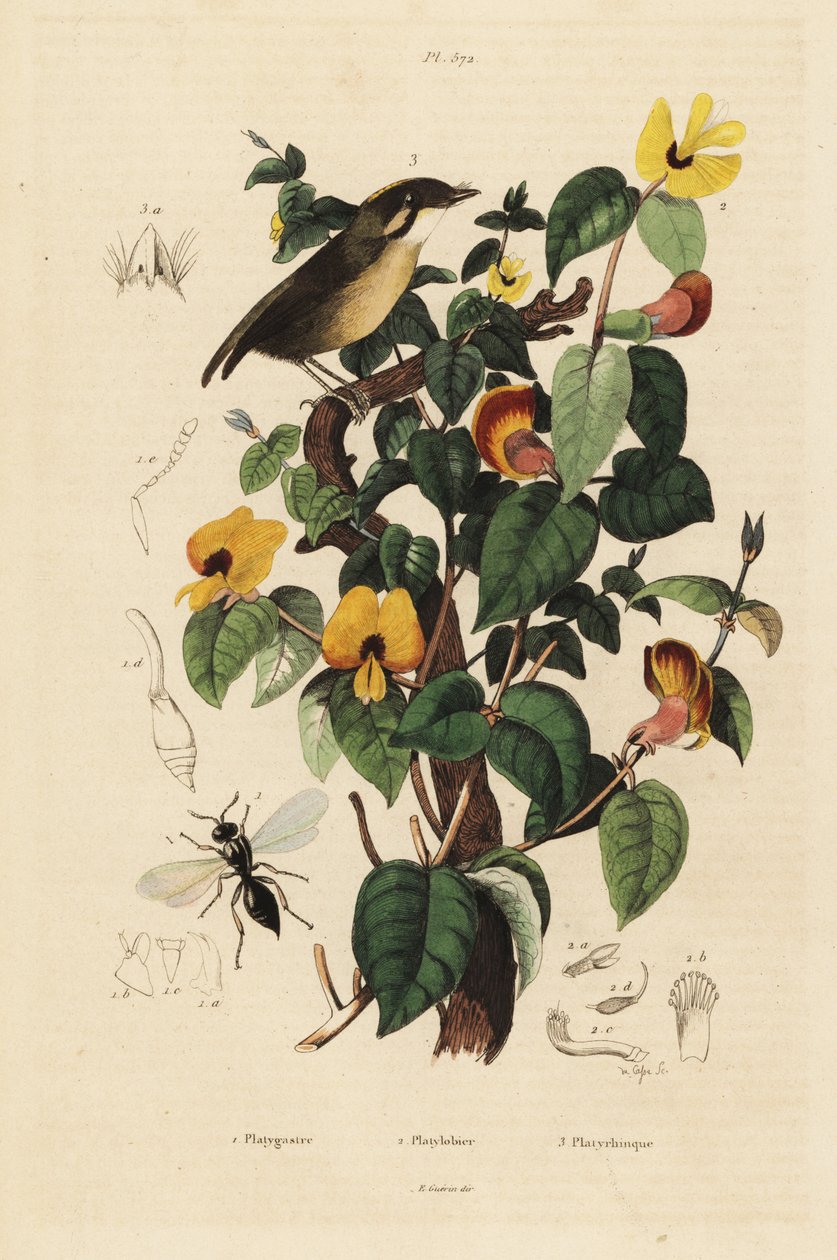 Hruška černolící, Conopophaga melanops, slíďák hezký, Platylobium formosum a vosa Inostemma boscii od Unbekannt