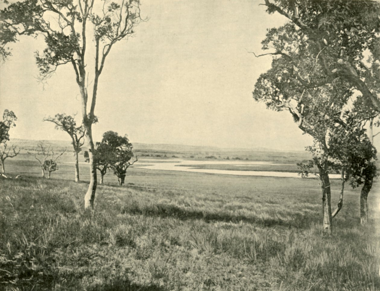 Black Swan Lagoon, poblíž Warwick, Queensland, 1901. od Unbekannt