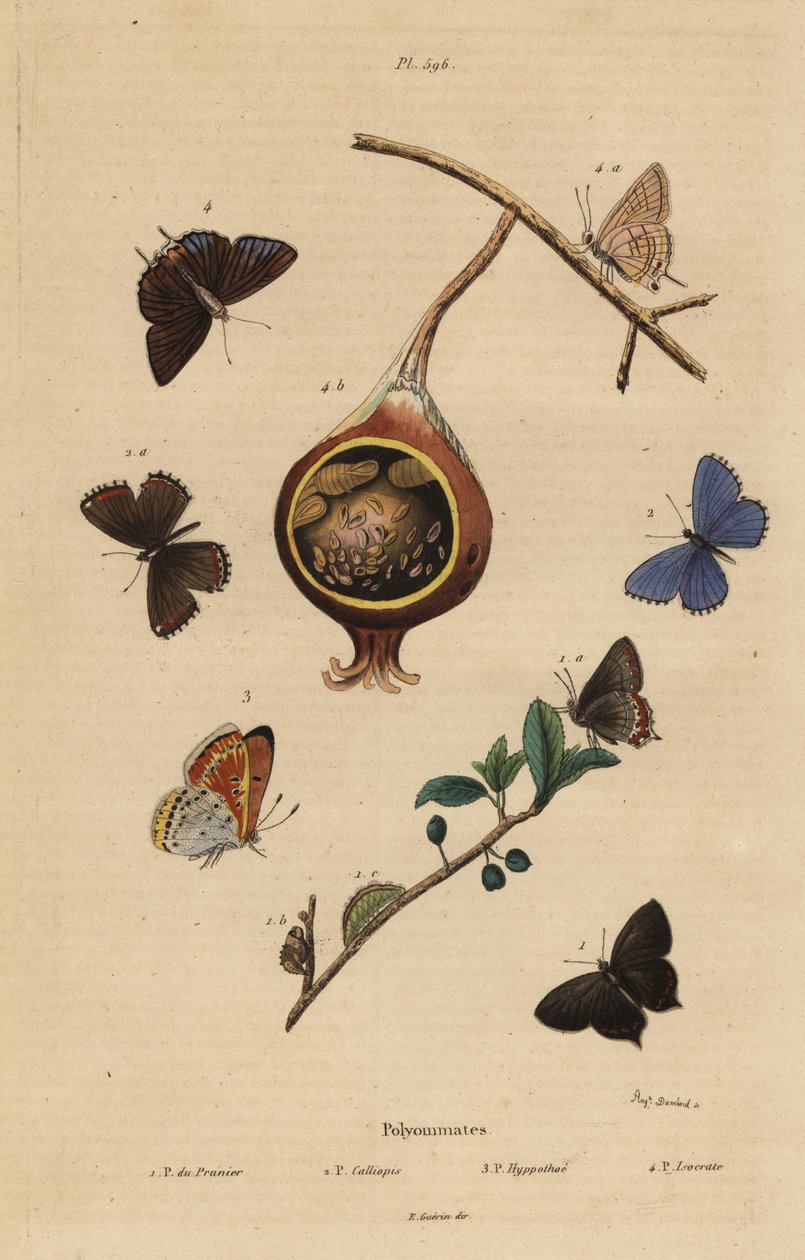 Motýl černý, Satyrium pruni 1, Motýl modrý, Polyommatus icarus 2, měď fialová, Lycaena hippothoe 3, a guava blue, Virachola isocrates 4. Polyommates du prunier, calliopsis, hyppothee, isocrate od Unbekannt