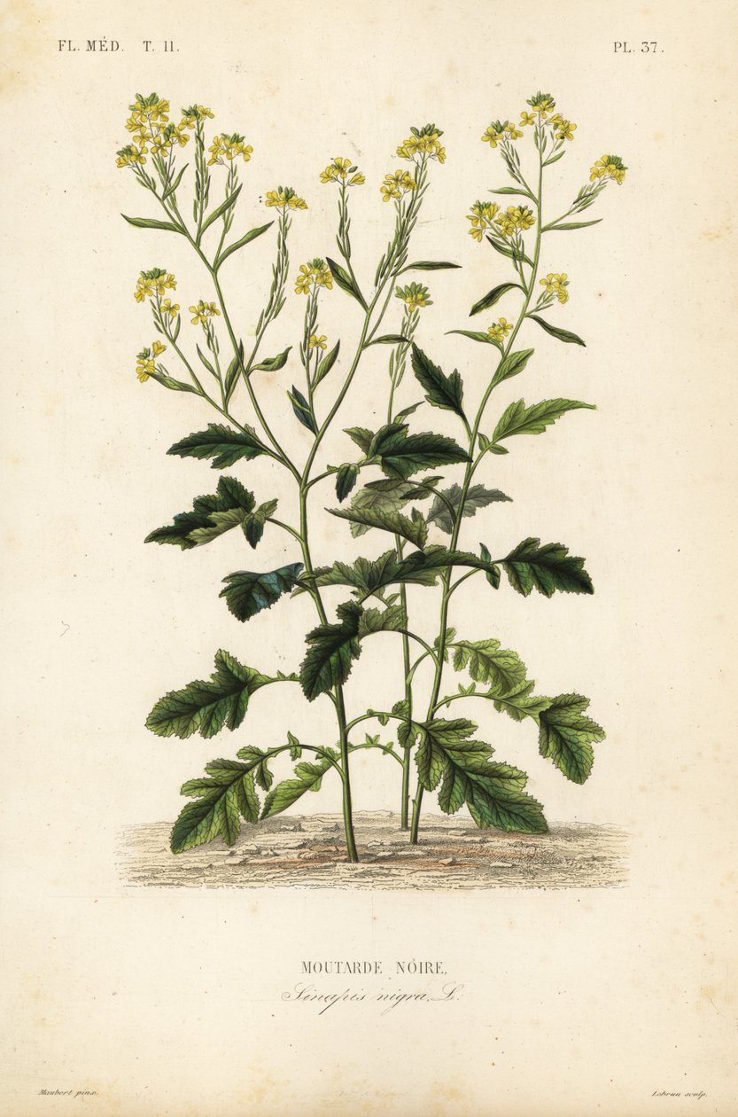 Hořčice černá, Brassica nigra, Sinapis nigra, Hořčice černá od Unbekannt