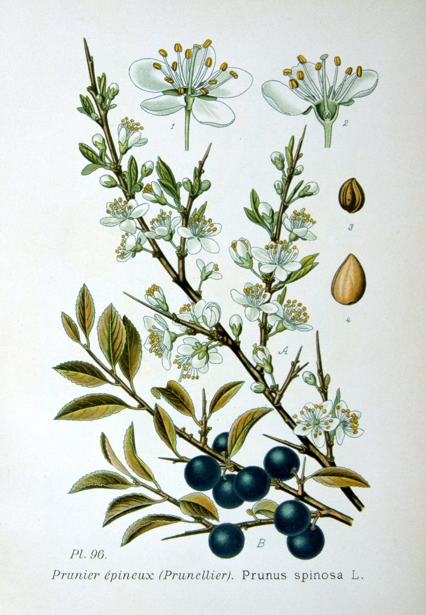 Trnka, 1893 od Unbekannt