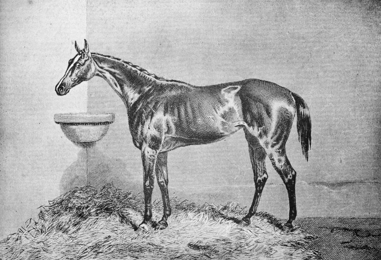 Blink Bonny, 1854-1862, 1911 od Unbekannt