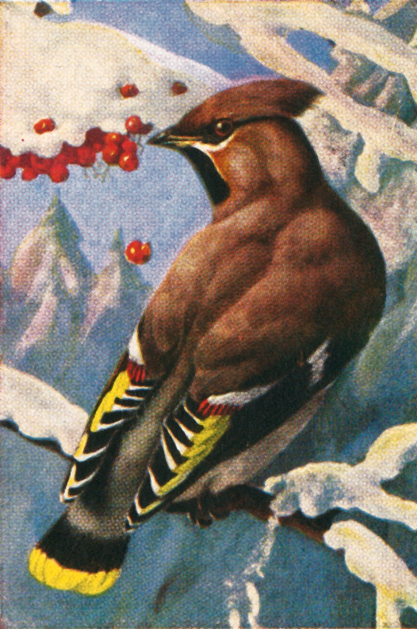 Český voskovka, c1928. od Unbekannt
