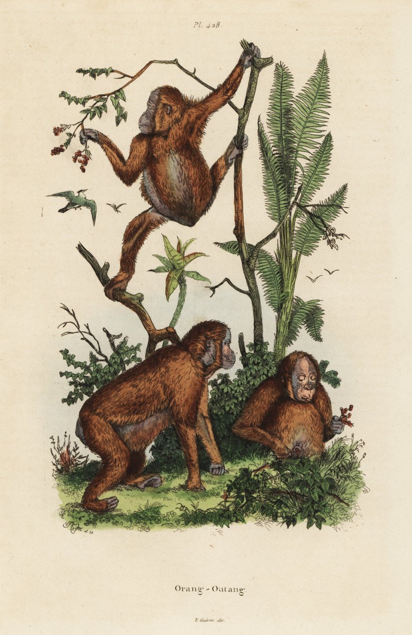 Bornejští orangutani, Pongo pygmaeus od Unbekannt