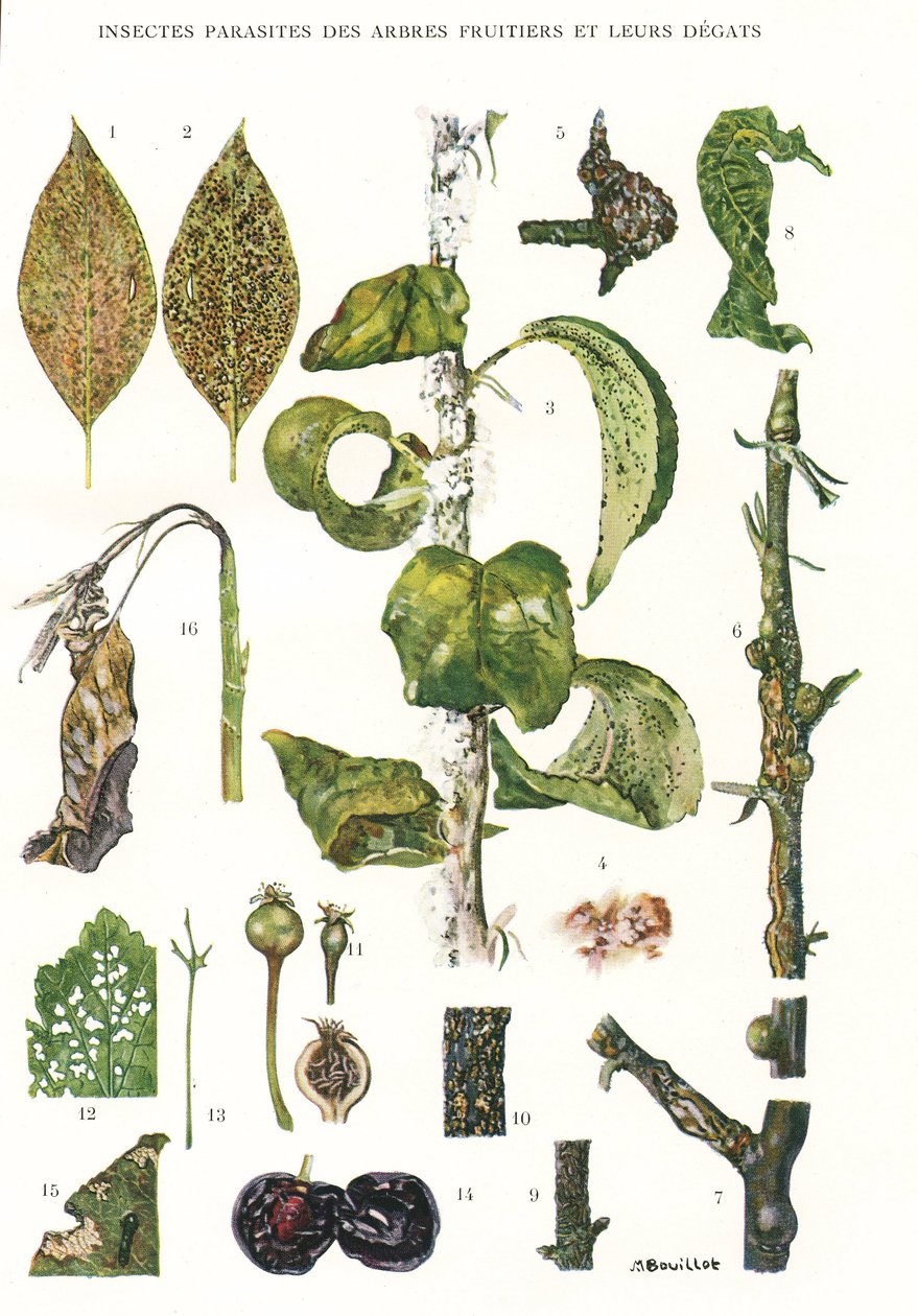 Botanická rada/Paraziti ovocných stromů od Unbekannt