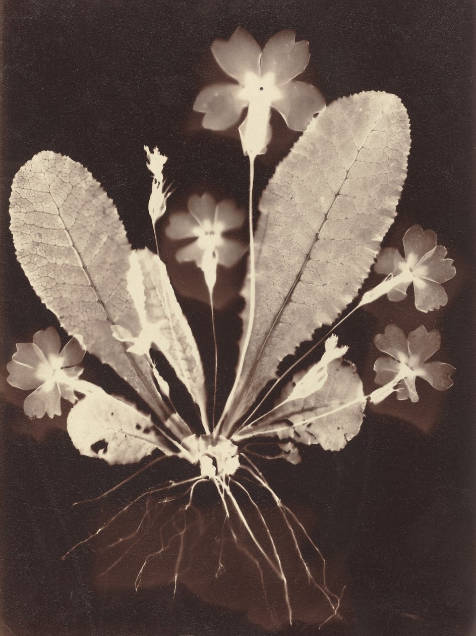 Botanický fotogram, 1860s. od Unbekannt