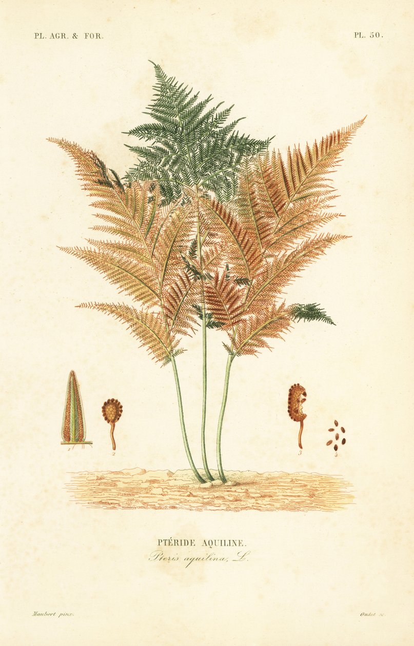 Kapradina kapradina nebo kapradina kapradina, Pteridium aquilinum, Pteris aquilina, Pteride aquiline od Unbekannt