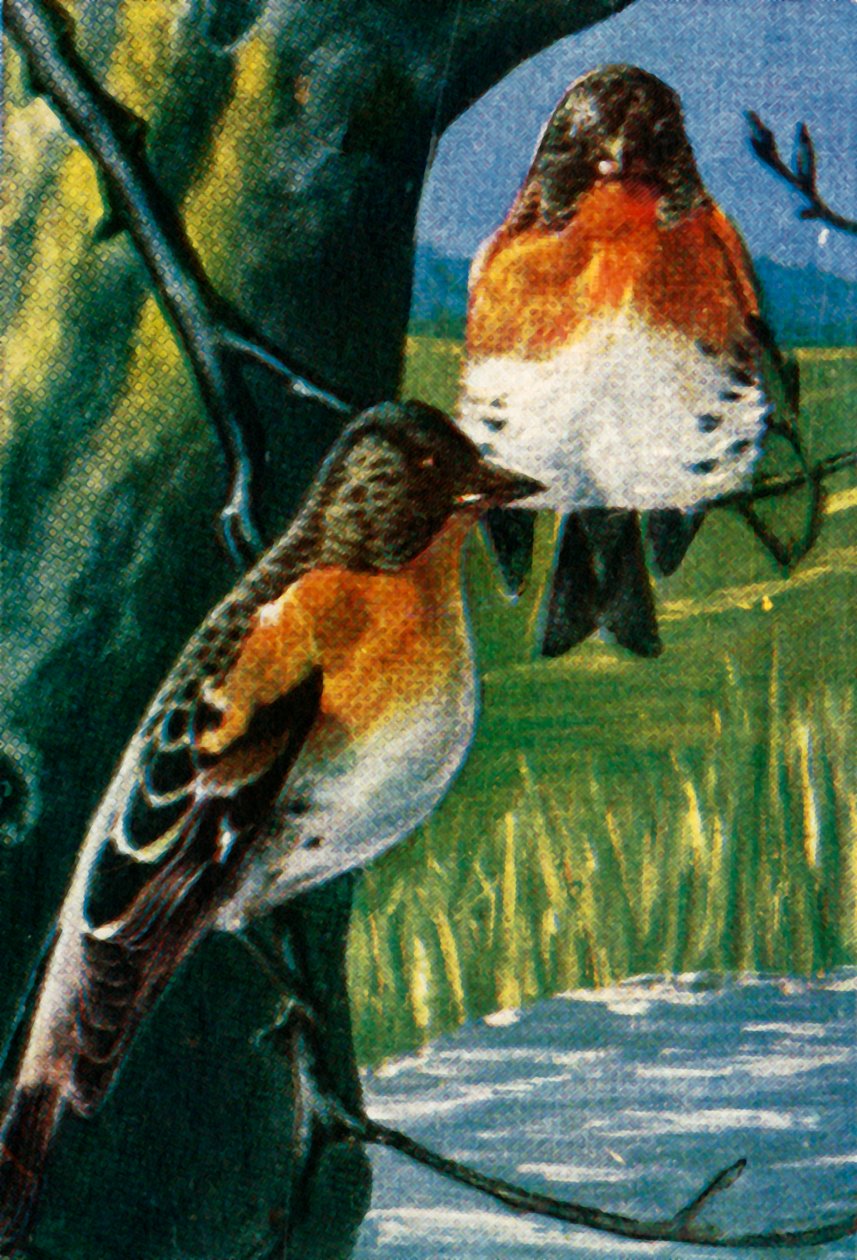 Bramblings, c1928. od Unbekannt