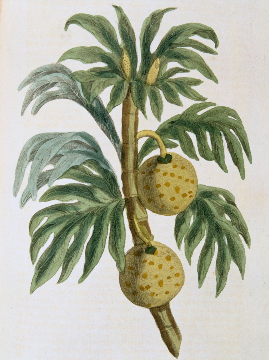 Artocarpus sépiový chlebovník, 1823 od Unbekannt